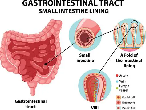 The Importance of Intestinal Organs in Medical Education