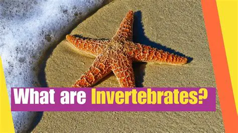 The Importance of Invertebrate Regulation
