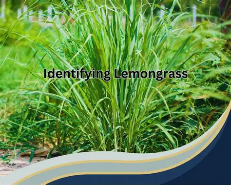 The Importance of Lemongrass in Overcoming Periodontitis