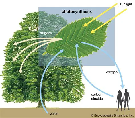 The Importance of Light Energy in Photosynthesis