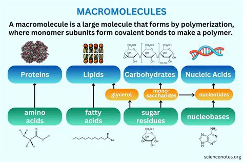 The Importance of Macromolecules in Our Diet