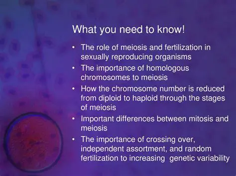 The Importance of Meiosis in Human Reproduction