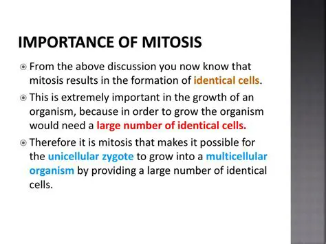The Importance of Mitosis in Cell Biology