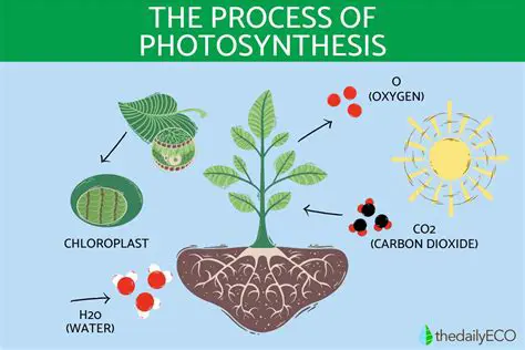 The Importance of Mole Ratio in Photosynthesis