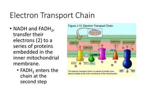 The Importance of NADH and FADH2 in the Electron Transport Chain