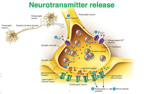 The Importance of Neurotransmitter Regulation