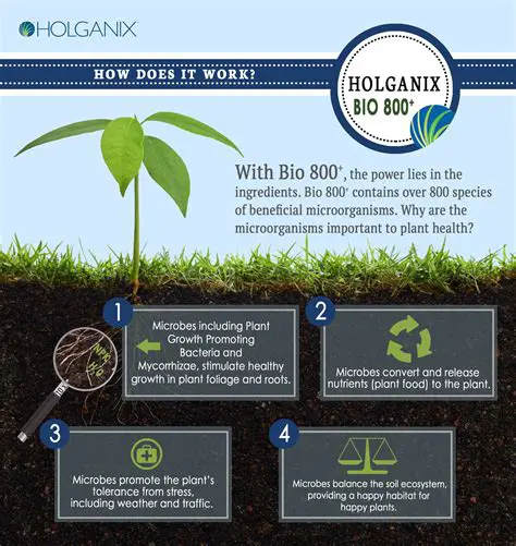 The Importance of Organic Fertilizer