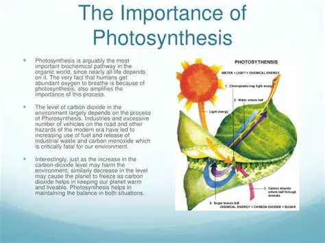 The Importance of Photosynthesis