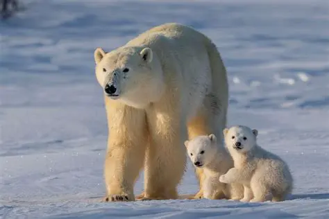 The Importance of Polar Bears in the Ecosystem