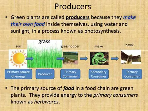 The Importance of Producers