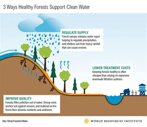 The Importance of Protected Forests in Providing Clean Water
