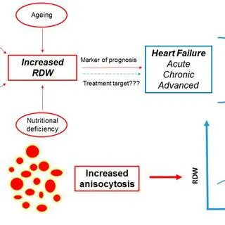 The Importance of RDW in Cardiovascular Disease