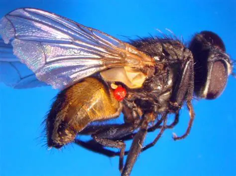 The Importance of Reducing Fly Populations