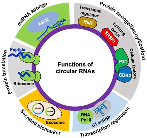 The Importance of RNA in Cellular Processes