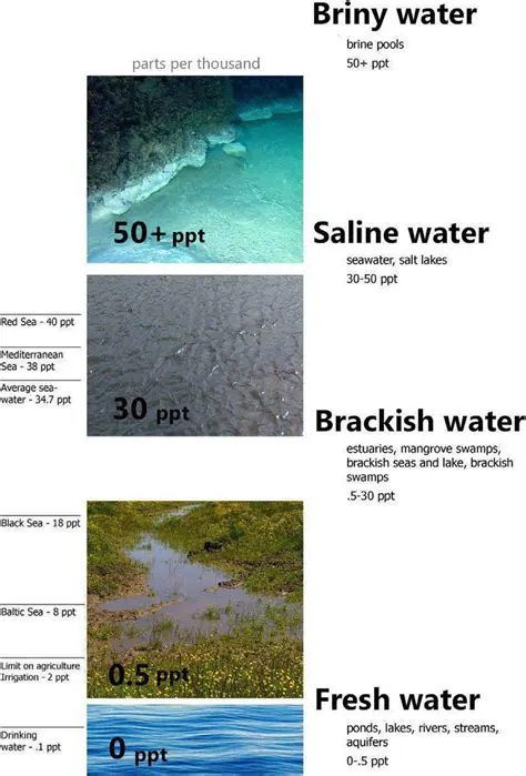 The Importance of Salinity