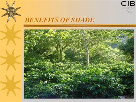 The Importance of Shade in Coffee Cultivation