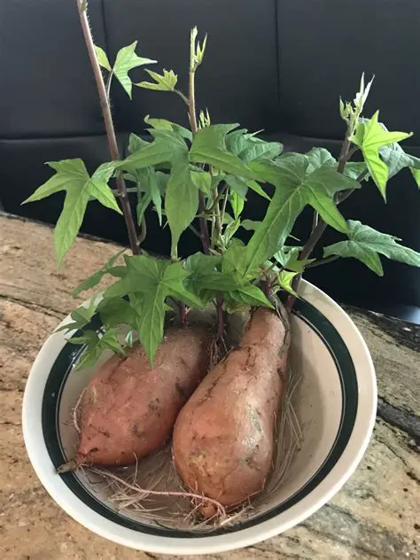 The Importance of Sweet Potato Cultivation