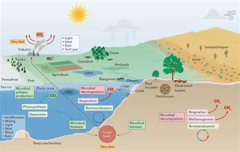 The Importance of Temperature in Biological Processes