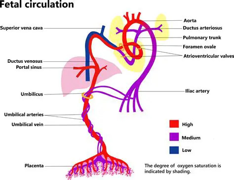 The Importance of the Foramen Ovale in Fetal Circulation