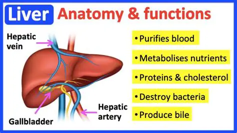 The Importance of the Liver and the Peritoneum in the Digestive System