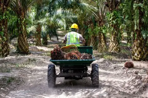 The Importance of Transportation in the Palm Oil Industry