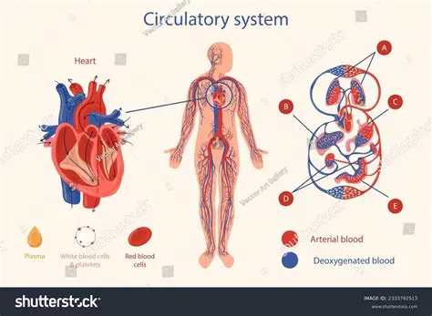 The Importance of Understanding the Circulatory System