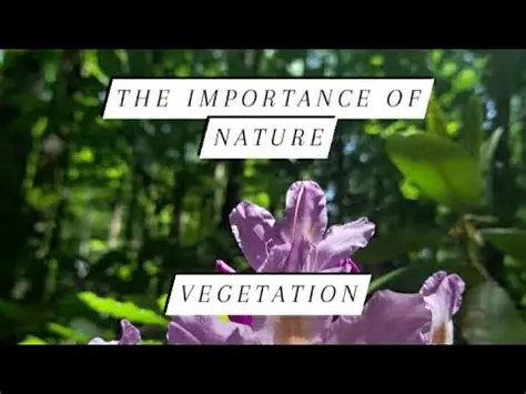 The Importance of Vegetation