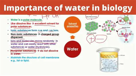 The Importance of Water in Cells