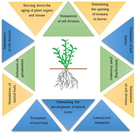 The Importance of Water Retaining Materials in Plant Growth