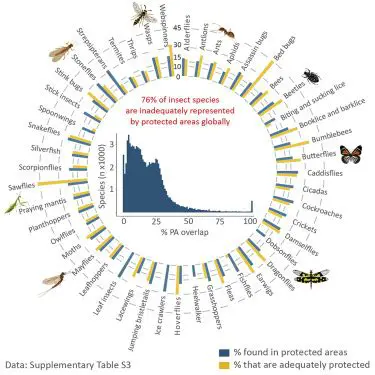The Initial Insect Population
