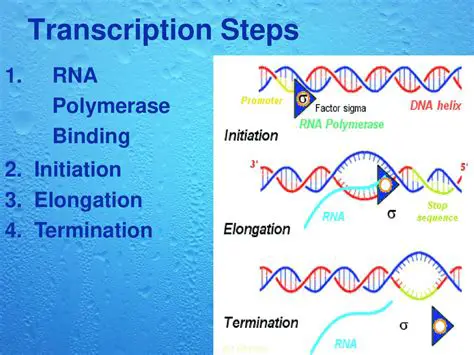The Initiation and Termination Steps in Transcription
