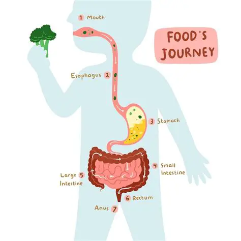 The Journey of Food Through the Digestive System