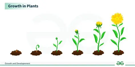 The Journey of Growth and Development