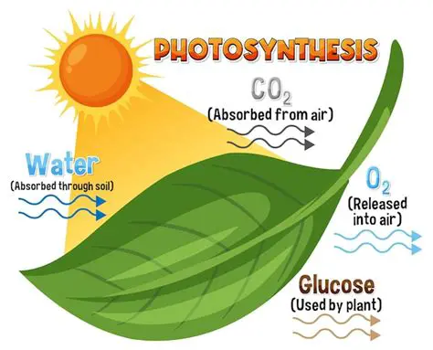The Key Components of Photosynthesis