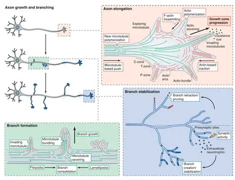 The Learning Mechanism of Axon
