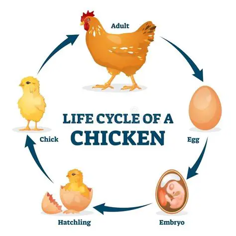 The Life Cycle of a Chicken