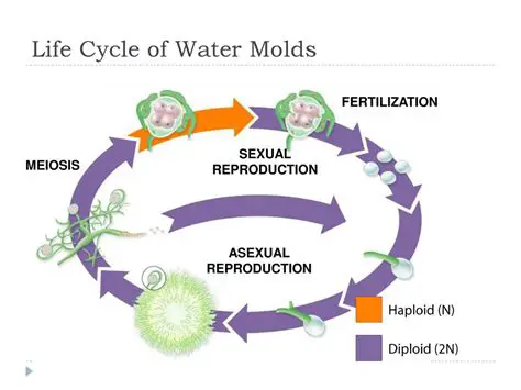 The Life Cycle of Water Molds