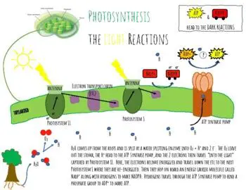 The Light Reactions of Photosynthesis