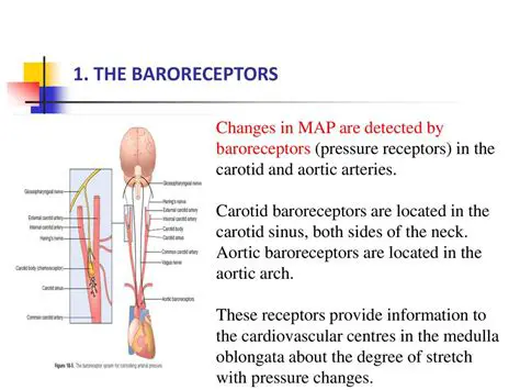 The Location of Baroreceptors
