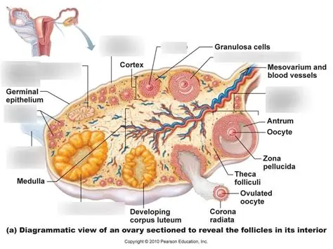The Location of the Ovaries