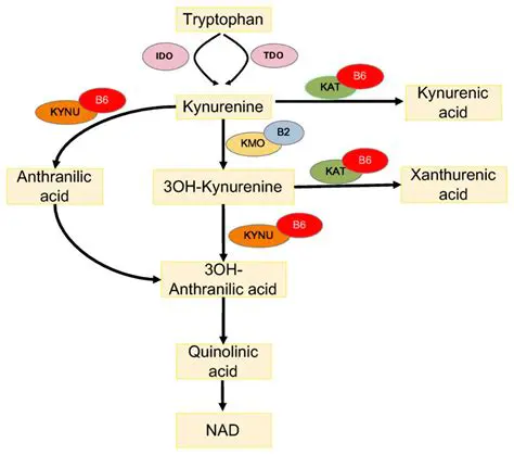The Mechanism of Action of Vitamin B6