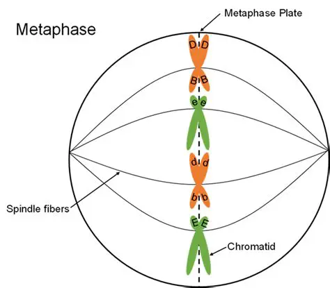 The Metaphase Stage of Mitosis