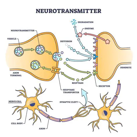The Neurotransmitter Theory