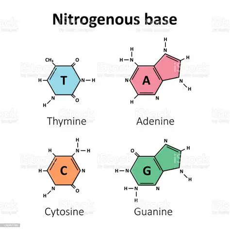 The Nitrogenous Bases in DNA