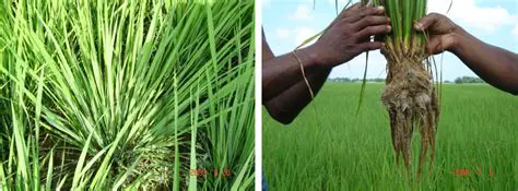 The Optimum Model of Intensive Rice Cultivation