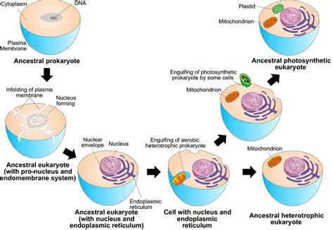 The Origin of Eukaryotic Cells