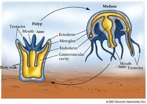 The Origins of the Term Cnidarian