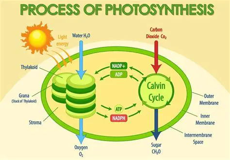 The Overall Process of Photosynthesis