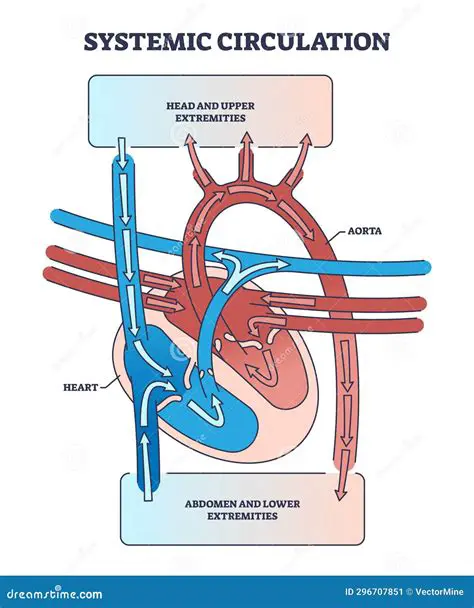 The Pathway of Systemic Circulation