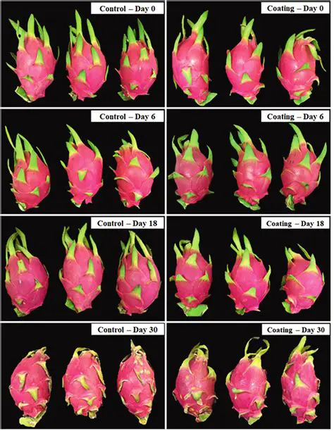 The Potential of Chitosan and Red Dragon Fruit Skin Extract